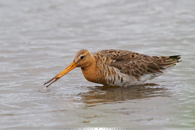 Grutto - Black-tailed Godwit - Limosa limosa