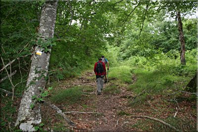 Ascendemos por el bosque