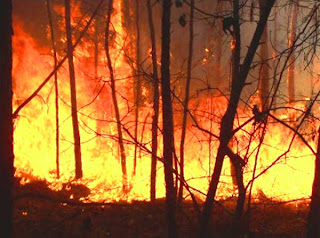 Penyebab Kebakaran Hutan