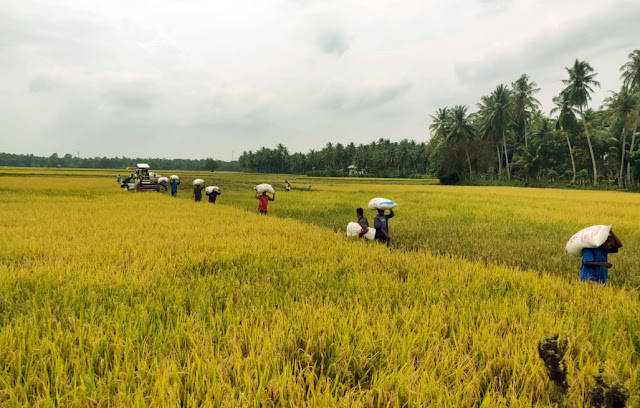 Petani Blang Raya Aceh Besar berhasil melakukan panen padi setelah melewati masa ekstrim