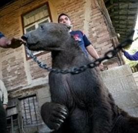 Dancing Bears In Bulgaria - Humane Treatment of Animals Treaty Signed