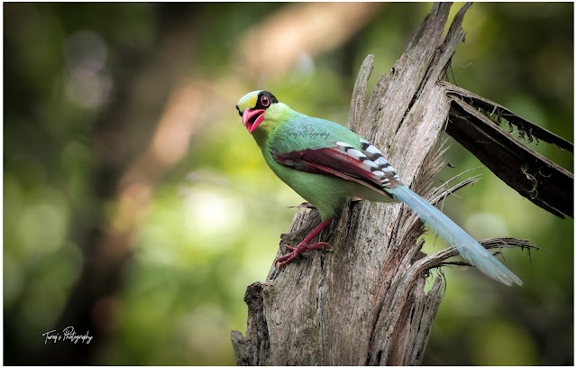 Common green magpie