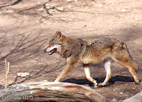 lobo Canis lupus wolf Canidae