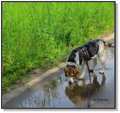 Tierisches - endlich Regen