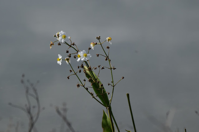 Lake Apopka Wildlife Drive