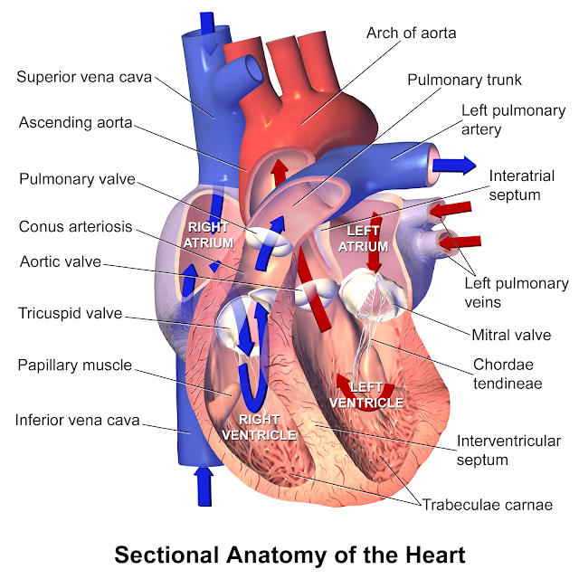 Heart Disorders-Causes,Preventions And Symptoms