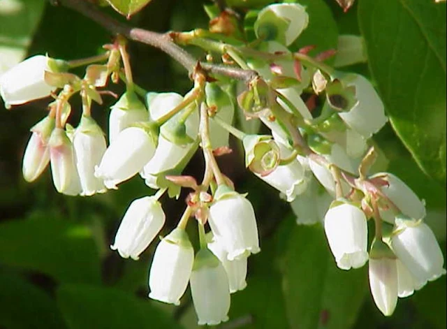  https://www.banggood.com/30PCS-Bonsai-Blueberry-Seeds-Garden-Fruit-Plant-p-927899.html?VU10125254322014040A