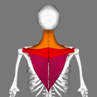 The Best Yoga Asana that Grate Benefits To Total Body