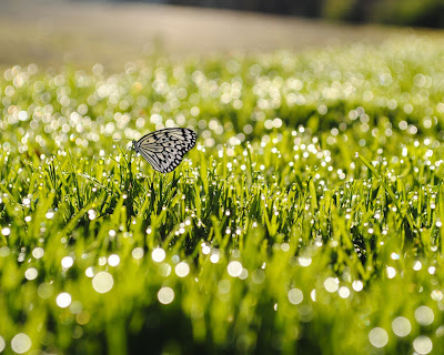 butterfly-nice-image