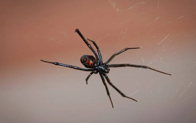 Sengaja Digigit Laba-laba agar jadi Spiderman, 3 Anak Ini malah Bernasib Malang