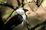 Nature Beauti (weaver )