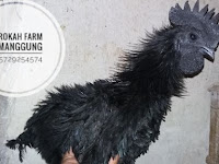 Ayam Cemani Bulu Walik (Keriting)