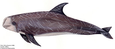 Risso´s Dolphin