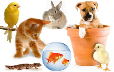 بحث حول الحيوانات الأليفة - منافعها ومضارها - والحيوانات البريّة - منافعها.