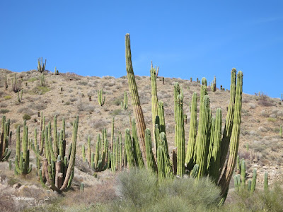 cardon cacti