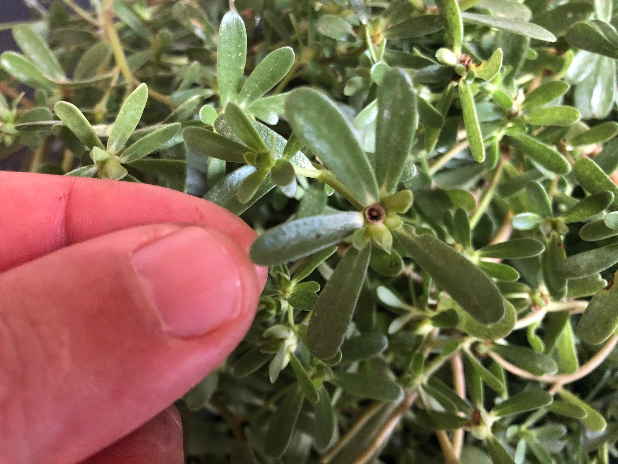 Purslane, scientifically known as Portulaca oleracea, is a leafy green plant that's often dismissed as a common weed. It's characterized by its thick, succulent leaves and stems, and tiny yellow flowers. Despite its prevalence in gardens and sidewalks, purslane is gaining attention for its remarkable nutritional profile and potential health benefits.