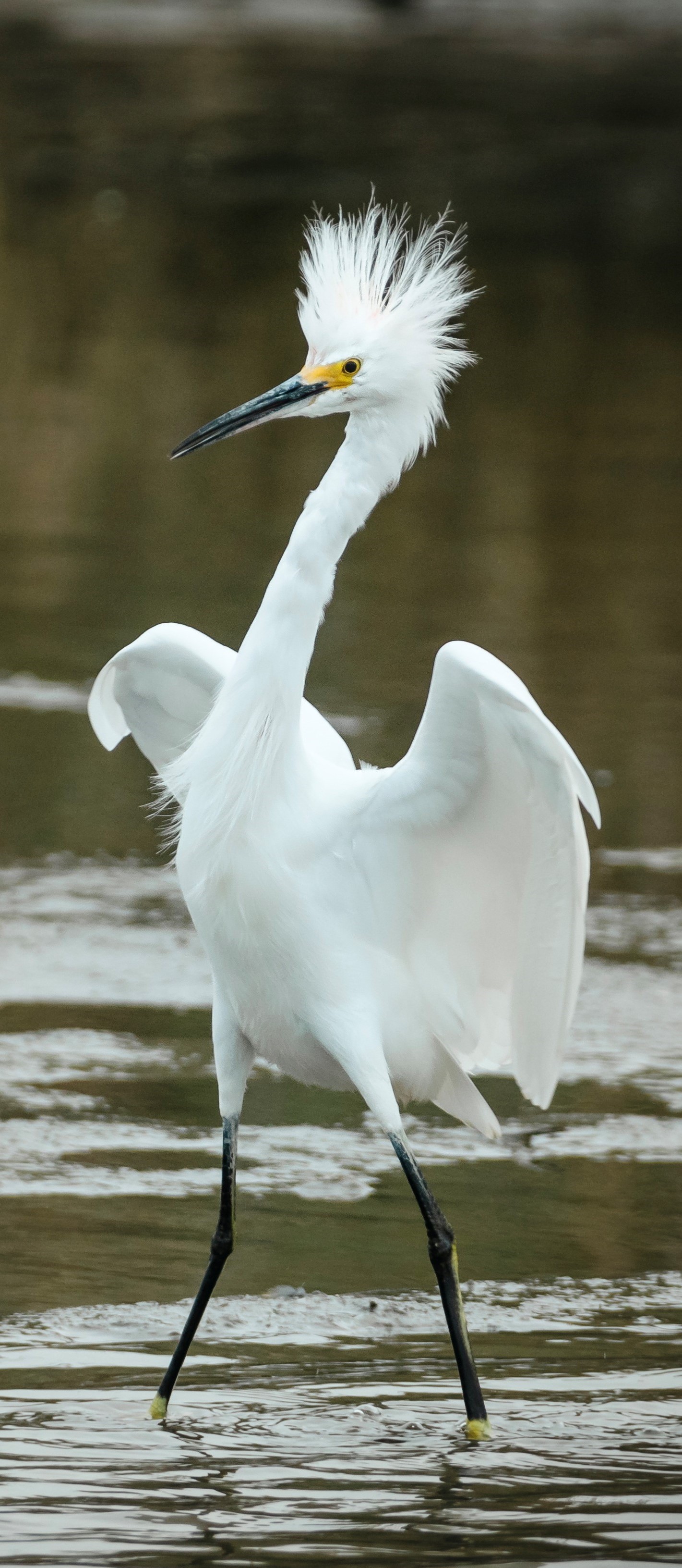 Egret bad hair day.