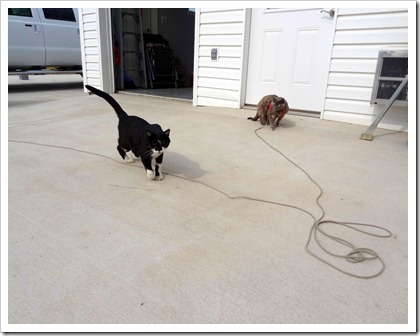 get going cat