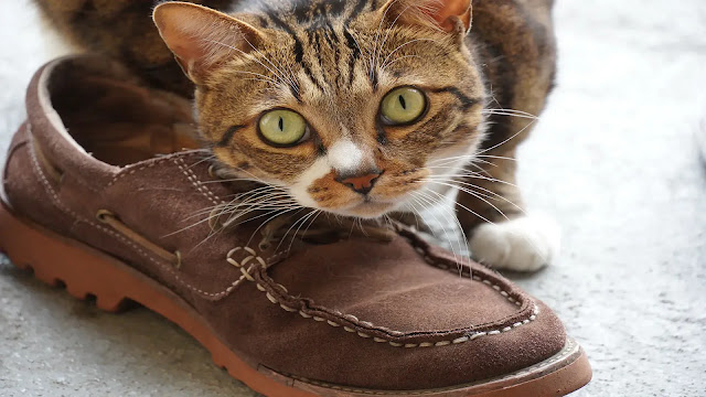 Cat with shoes