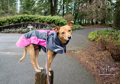 Ultimate Warmer Dog Coat