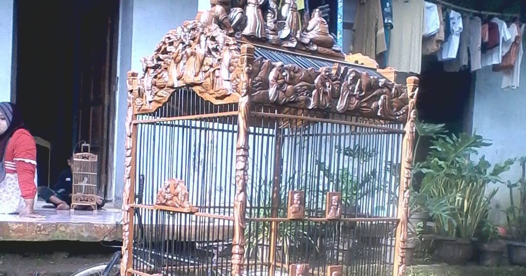 Harga Burung Kacer Dan Cucak Hijau - Mengapa q