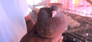 fancy kobutor palon| fancy pigeons