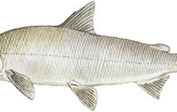 Lake Whitefish