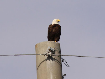 American bald eagle