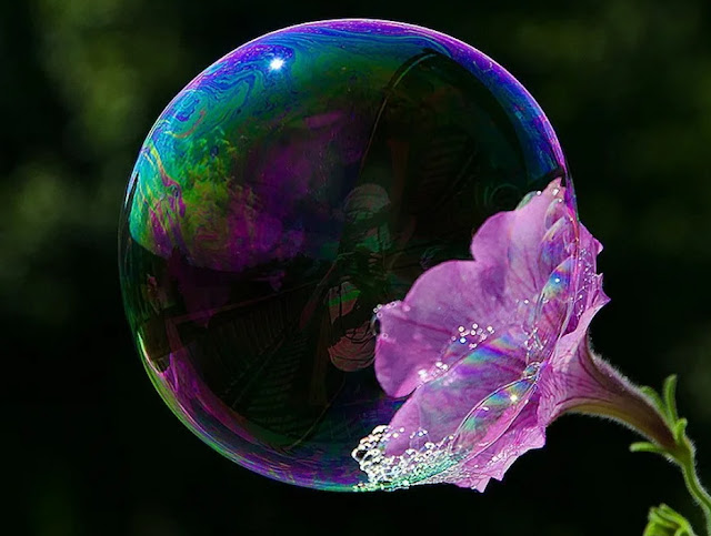 мыльный пузырь на цветке