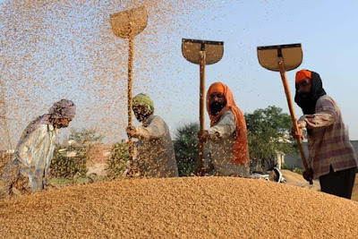 India is expected to produce about 95 million tonnes of wheat from the upcoming harvest, according to Adani Agribusiness chief Atul Chaturvedi Kuala Lumpur: India is likely to import about 2-3 million tonnes of wheat in the crop year starting in July, even as the country is set for a bumper domestic harvest, the head of conglomerate Adani Enterprises’ agribusiness division said on Monday. India is expected to produce about 95 million tonnes of wheat from the upcoming harvest, Adani Agribusiness chief Atul Chaturvedi told Reuters in an interview, up from last year’s 85 million tonnes estimated by traders. “It takes a few years of bumper production to get the stocks to comfortable levels,” said Chaturvedi, head of one of India’s biggest agriculture companies, pointing to the need for more imports. Chaturvedi spoke in an interview on the eve of a major palm oil conference in Kuala Lumpur: As well as grains and pulses, his firm processes oilseeds and refines vegetable oils. India, the world’s second-largest wheat consumer, has bought more than 5 million tonnes of wheat since June last year, after two consecutive years of decline in production due to droughts and unseasonal rains ahead of harvest. India is also the world’s second-biggest wheat producer. The domestic wheat harvest is expected to peak in April, likely limiting purchases in the following months, but traders expect importers to step up purchases towards the end of the year when supplies are likely to tighten. The benchmark Chicago wheat futures rose for a second week in a row last week with strong demand, fund buying and concerns about dry weather in US plains underpinning the market. India could impose a 25% import tax on wheat by the middle of March, two government sources said last week, reinstating the tariff after a gap of nearly three months in response to recent large purchases from overseas. Chaturvedi said that Indian government is targeting procurement of 32-33 million tonnes of wheat for state reserves, against about 22-23 million tonnes bought last year. Importing wheat for consumption in southern states will be cheaper than transporting it from the nation’s main northern growing regions, he said. “The world is awash with wheat, it is cheaper for importing wheat from the Black Sea region or Australia for millers in southern India,” Chaturvedi said. Most flour millers, biscuit and confectionery makers in coastal towns of southern India find it cheaper to import, especially from Australia, than to buy grain from farmers in the key producing states of Punjab, Haryana and Uttar Pradesh in north India and Madhya Pradesh in central India. 