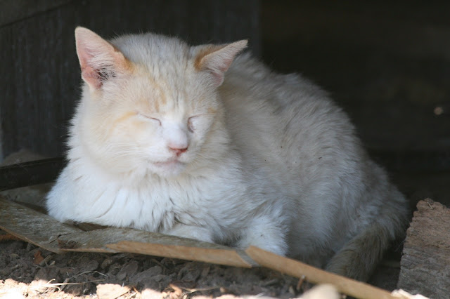 feral tomcat Whitey Cat asleep