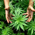 Proponen legalizar el cannabis en Nicaragua