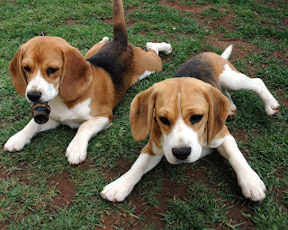 Beagle Dogs Wallpapers