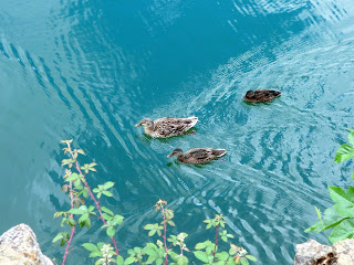 Patos nadando, Pozo Ostión, La Arboleda, Bizkaia