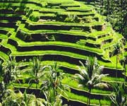 The Rice Terraces of the Philippine