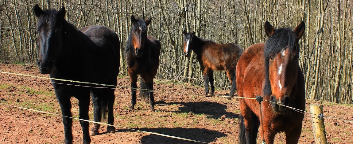 parc à chevaux