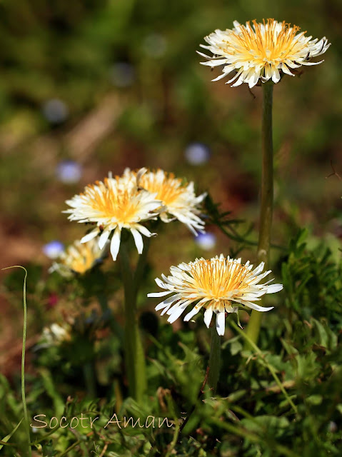 Taraxacum albidum