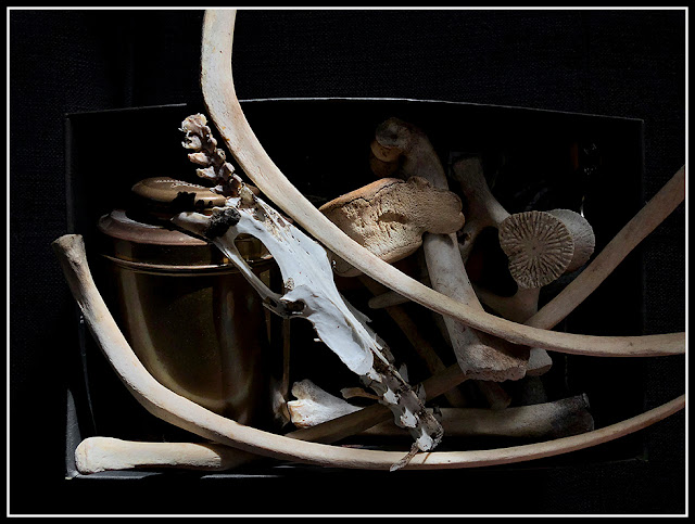 iPhoto; iPhonography; Nova Scotia; Bones