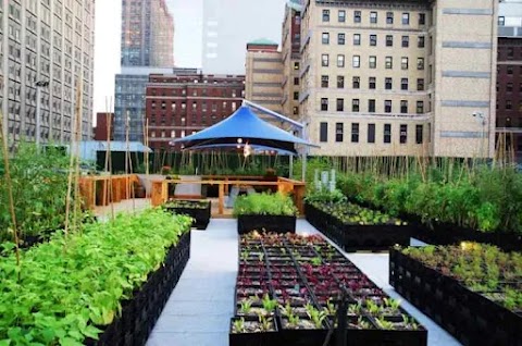  Hidroponik Urban: Solusi Pertanian di Perkotaan untuk Masa Depan