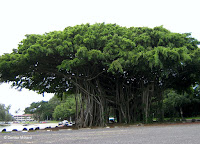 Giant banyan tree, Hilo, Hawaii