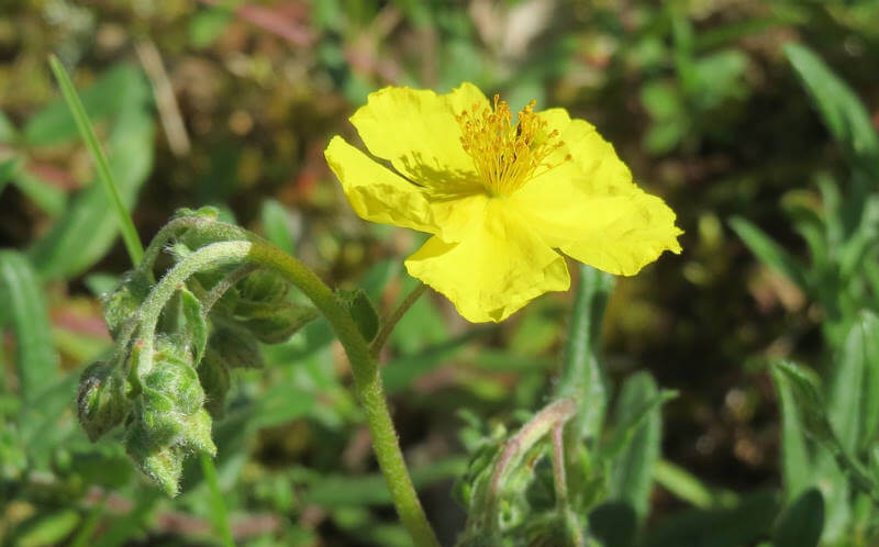 Flor de Bach: Rock Rose