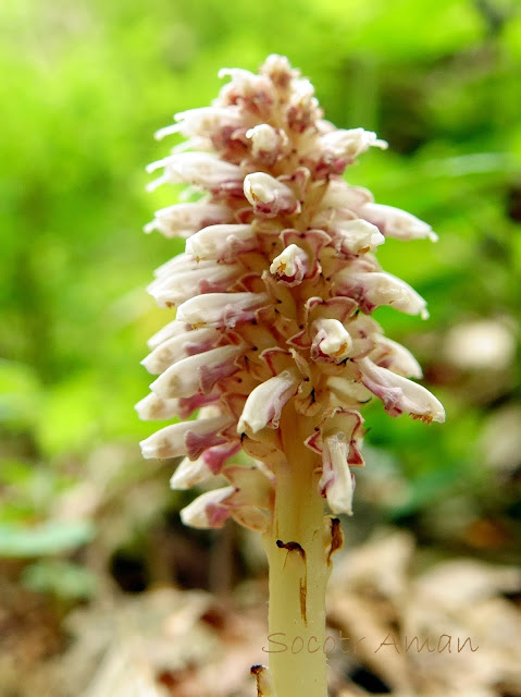 Lathraea japonica