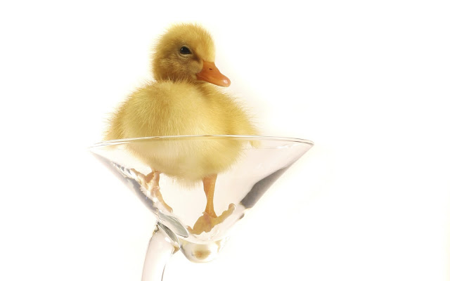 yellow duck, glass, wallpaper