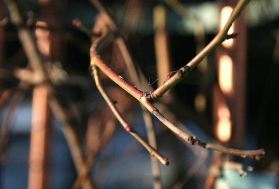 Earlyspring2