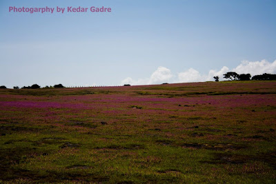 Flower bed, Kaas Plateau