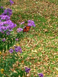 monarch straggler on late September aster