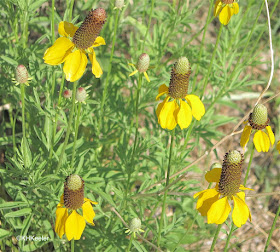 coneflower, Ratibida