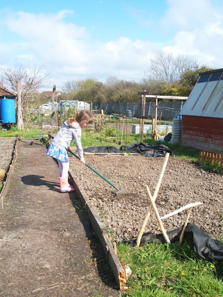 Magoo rakes the soil on our allotment