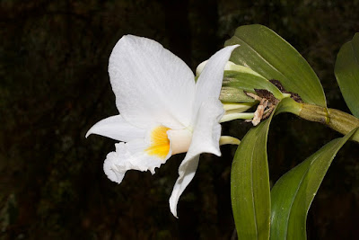 Dendrobium infundibulum care and culture