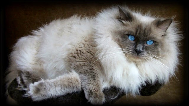 Life With Ragdolls Ragdoll Cat Colors Patterns Explained